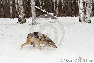 Grey Wolf Canis lupus Runs Right Tail Tucked Stock Photo