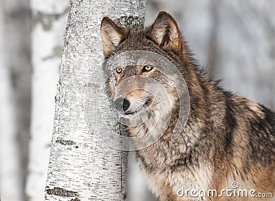 Grey Wolf (Canis lupus) by Single Birch Tree Stock Photo