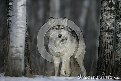 Grey wolf, Canis lupus Stock Photo