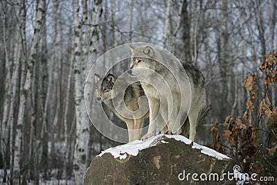 Grey wolf, Canis lupus Stock Photo