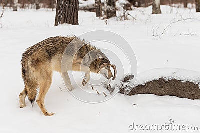 Grey Wolf Canis lupus Sniffs at Body of White-Tail Buck Stock Photo