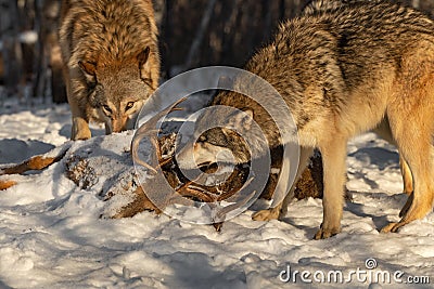 Grey Wolf Canis lupus Sniffs at Body of White-tail Deer Winter Stock Photo