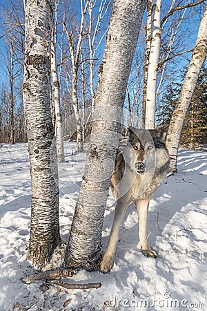 Grey Wolf Canis lupus Stands Behind Trees Ears Back Stock Photo