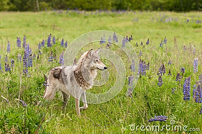 Grey Wolf Canis lupus Stands in Field Paw Up Stock Photo