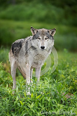 Grey Wolf Canis lupus Stands in Grass Stock Photo