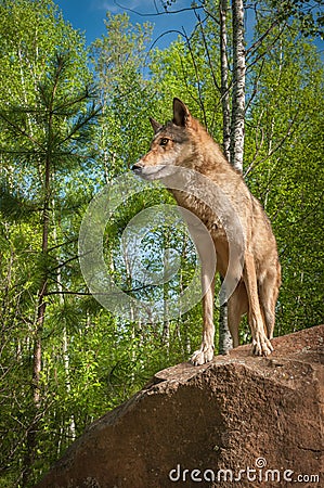 Grey Wolf Canis lupus Stands Looking Left Atop Rock Stock Photo