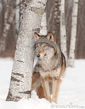 Grey Wolf (Canis lupus) Stands Next to Birch Tree Stock Photo