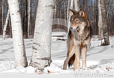 Grey Wolf (Canis lupus) Stands in Treeline with Birch Tree Stock Photo