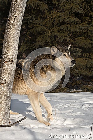 Grey Wolf Canis lupus Steps Out from Behind Tree Stock Photo