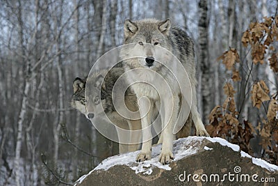 Grey wolf, Canis lupus Stock Photo