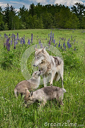 Grey Wolf Canis lupus Yearling and Two Pups Stock Photo