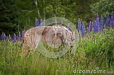 Grey Wolf Canis lupus Yearling Peers Out from Lupin Stock Photo