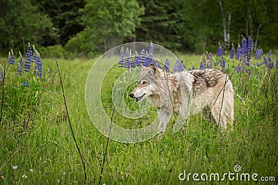 Grey Wolf Canis lupus Yearling Stands to Left Stock Photo