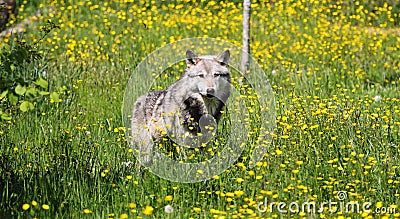 Grey Wolf in a field of buttercups Stock Photo