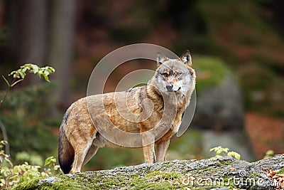 The grey wolf or gray wolf Canis lupus standing on a rock. A large wolf stands high on a rock in a Central European forest Stock Photo