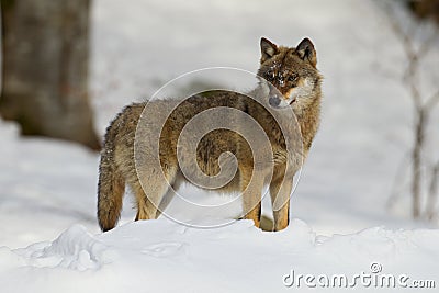 Grey Wolf on a lookout Stock Photo