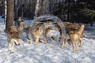 Grey Wolf Pack Canis lupus Gather Together Sniffing and Posturing Around Body of White-tail Deer Winter Stock Photo