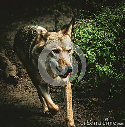 Grey Wolf running forest parh Stock Photo