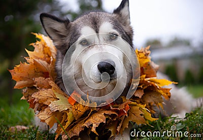 A beautiful malamute with a necklace of maple leaves; an autumn celebration Stock Photo