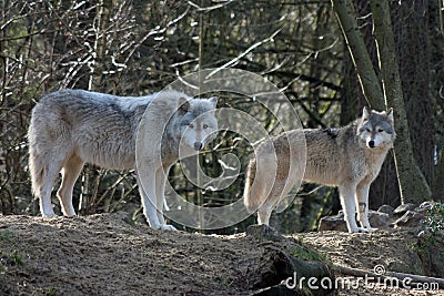 Grey Wolves Stock Photo