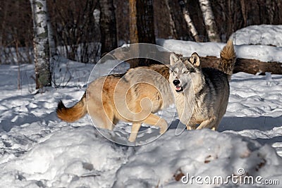 Grey Wolves (Canis lupus) Collide in Snow Tail Up Winter Stock Photo
