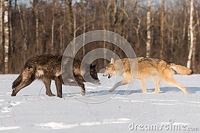 Grey Wolves Canis lupus Pass Each Other Stock Photo