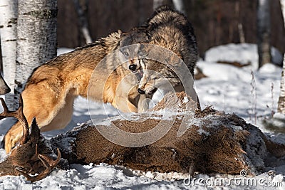 Grey Wolves (Canis lupus) Snarl at Each Other Over Deer Carcass Winter Stock Photo