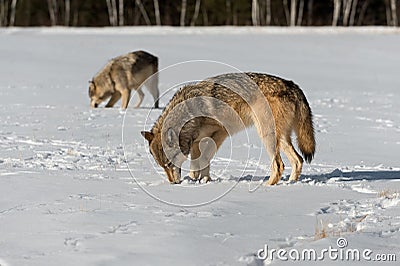 Grey Wolves Canis lupus Sniff Ground in Field Winter Stock Photo