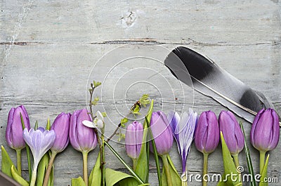 Grey wooden background with purple white tulips,snowdrop and crocus border in a row and empty copy space, spring summer decoration Stock Photo