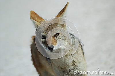 Greyback fox in Etosha Stock Photo