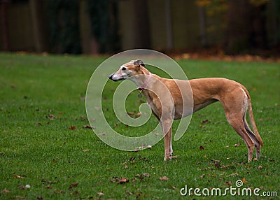 Greyhound Stock Photo