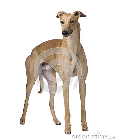 Greyhound (17 months) Stock Photo