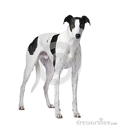 Greyhound Stock Photo