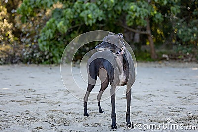 Greyhound breed dog on a relaxing walk along at the beach Stock Photo
