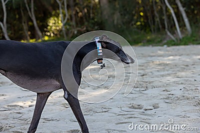 Greyhound breed dog on a relaxing walk along the sand at the beach Stock Photo