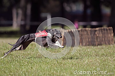 Greyhound coursing Stock Photo