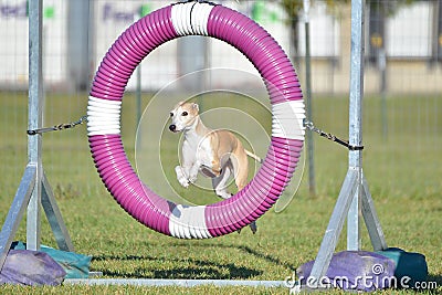 Greyhound at Dog Agility Trial Stock Photo