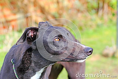 Greyhound dog face looking up. Close up. Stock Photo