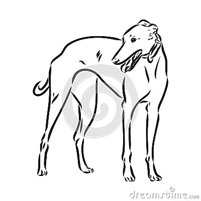 Greyhound dog - isolated vector illustration greyhound hound vector Vector Illustration