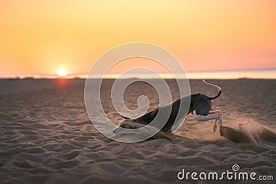 Dog runs along the beach at sunset. Whippet plays in the sand Stock Photo