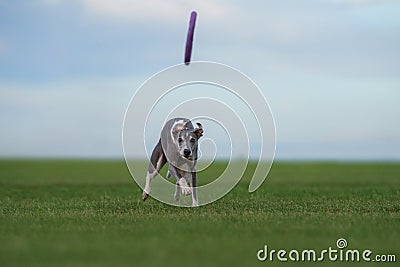 Greyhound dog runs on the lawn. Whippet plays on grass Stock Photo