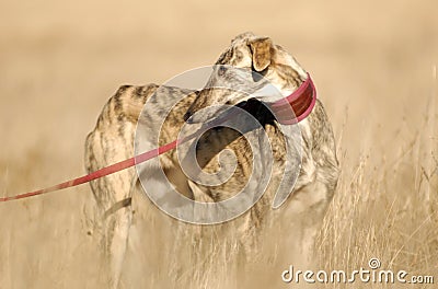 Greyhound dog Stock Photo