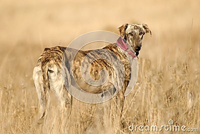 Greyhound dog seen in the countryside Stock Photo