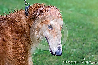 Greyhound dog on a walk in rainy weather, a portrait close-up_ Stock Photo