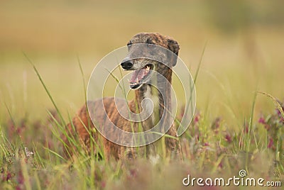 greyhound dog wanders among flowers field Stock Photo
