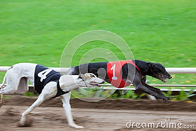 Greyhound dogs racing Stock Photo