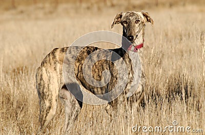 Greyhound in the fields Stock Photo