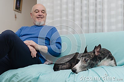 Greyhound Love: Close-Up of Canine Companion and Mature Man on Sofa Stock Photo