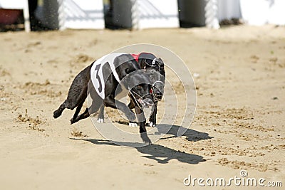 Greyhounds full speed running at race track Editorial Stock Photo
