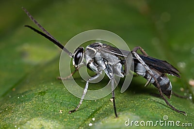 A greyish black spider wasp Stock Photo